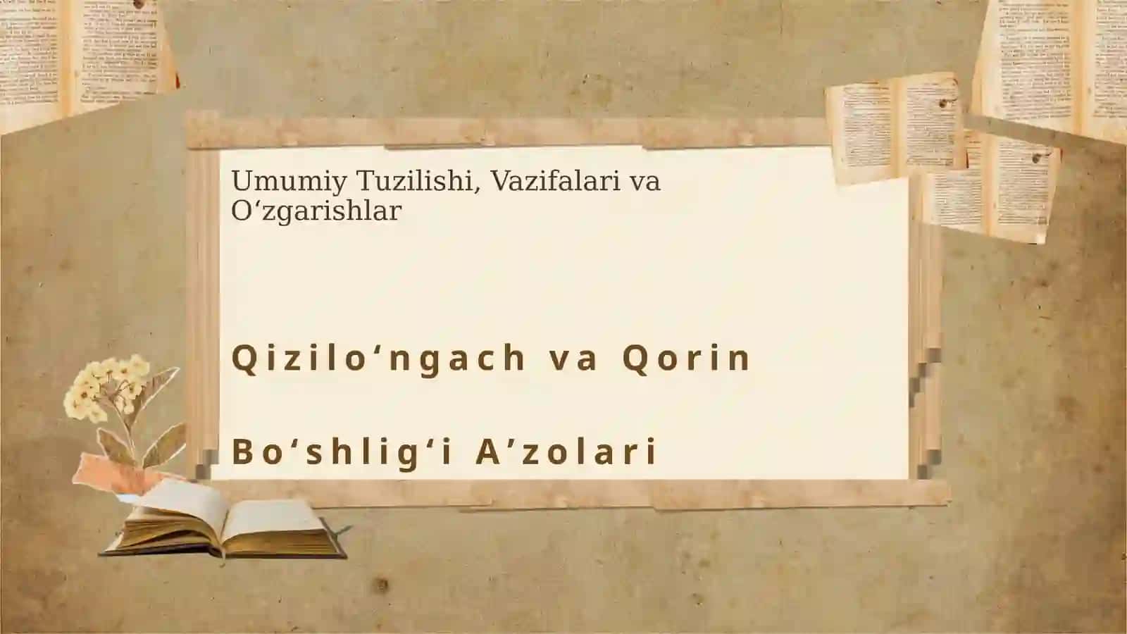 Qiziloʻngach va Qorin Boʻshligʻi Aʼzolari 3