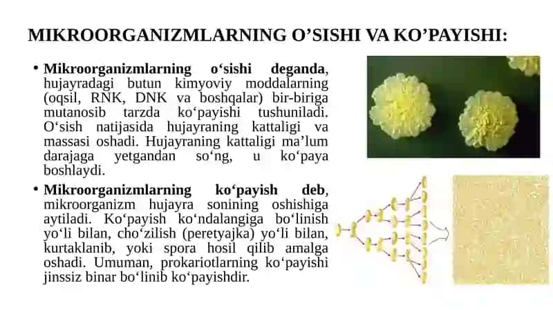 Bakteriyalarning spora va kapsula hosil hosil gilishi 3
