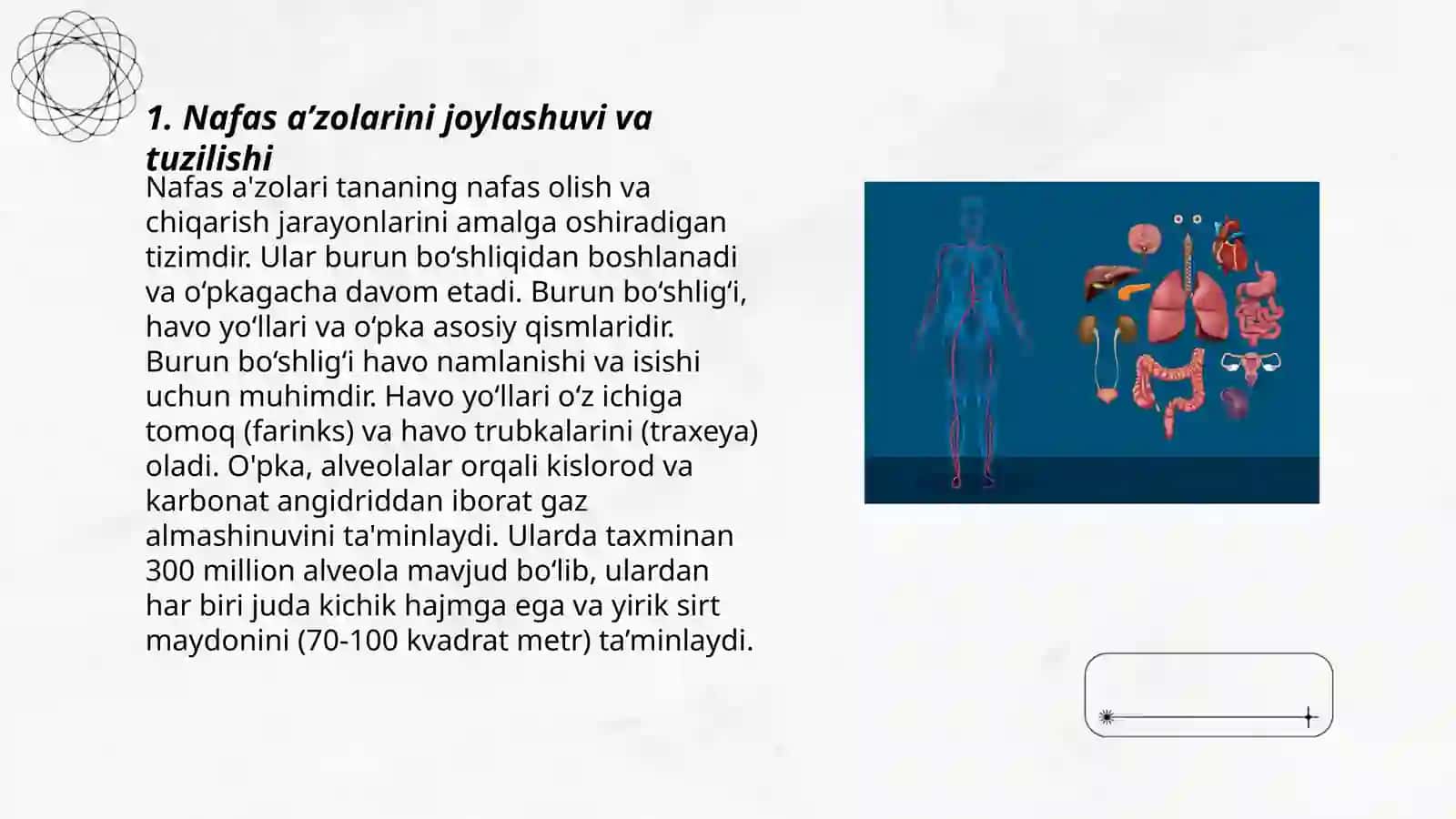 Nafas a’zolarini joylashishini mulyaj, fantomlarda va ichki organlarni ko’rsata olish 3
