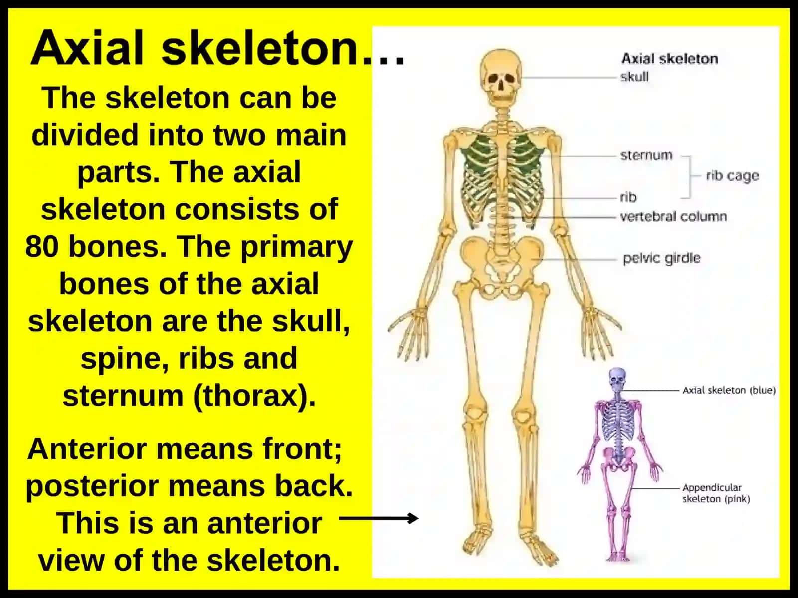 Skeletal system 3