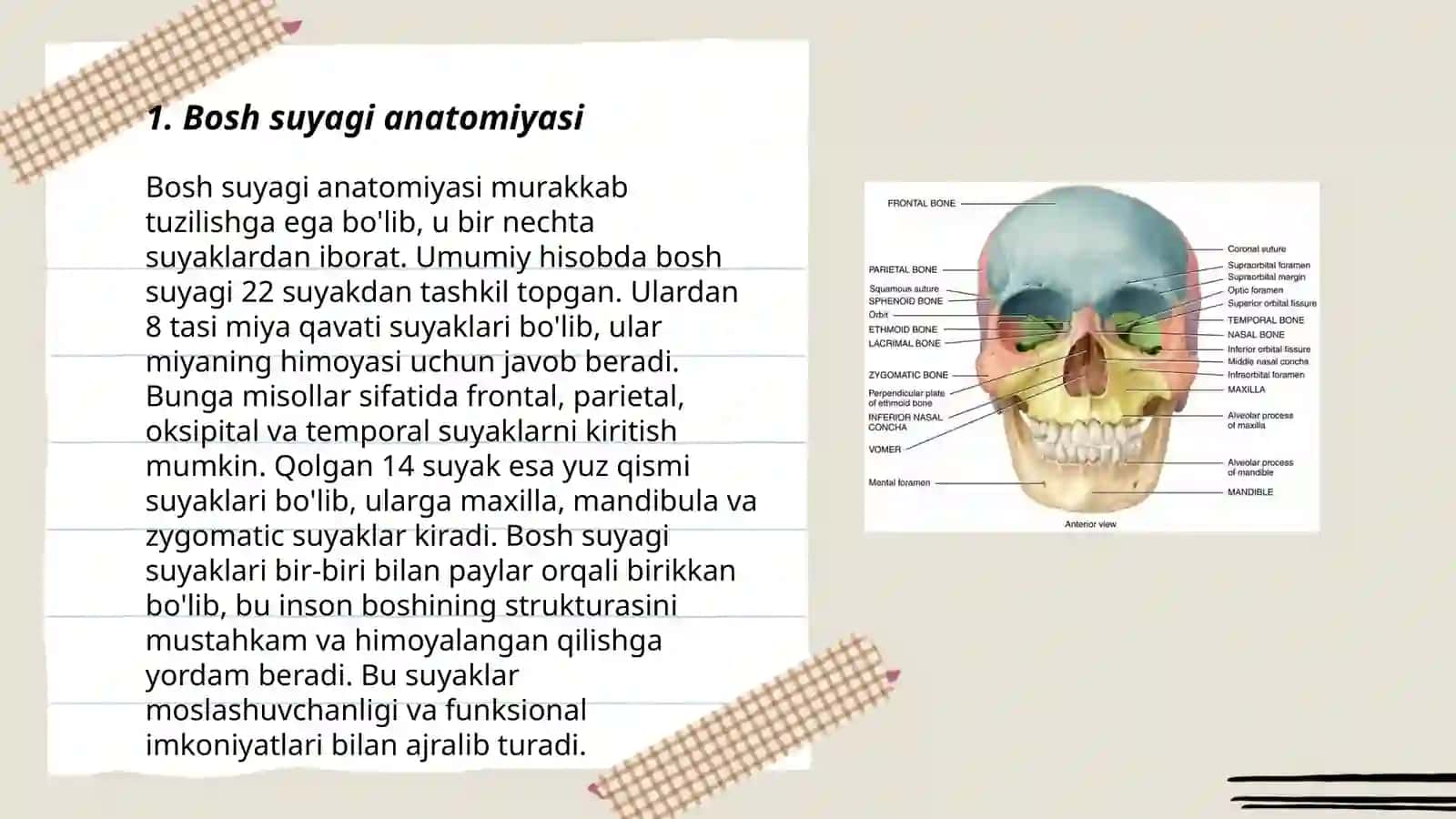 Bosh suyagi anatomiyasi 3