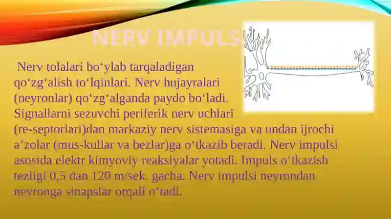 NEYRONLARDA NERV IMPULSLARINING HOSIL BO’LISH MEXANIZMLARI 3