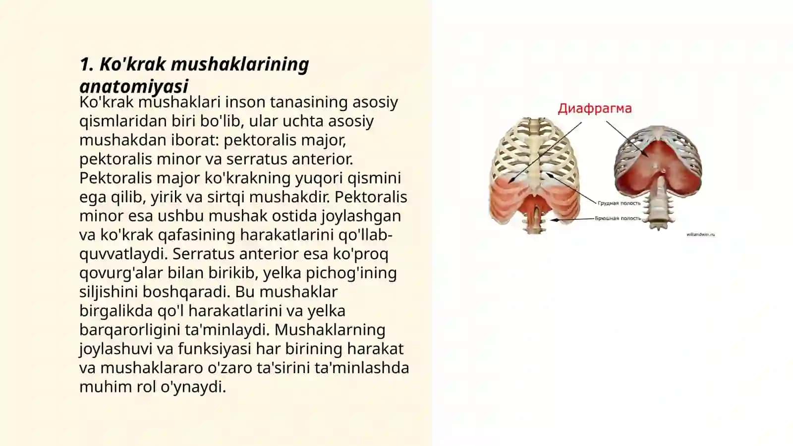 ko’krak mushaklari va diafragma. Ularni yoshga qarab o’zgarishi va anatomiyasi 3