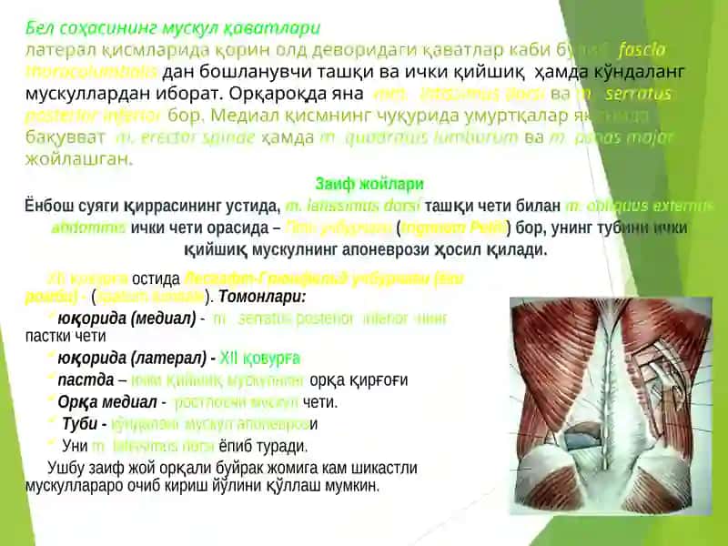 Клиник анатомия 3