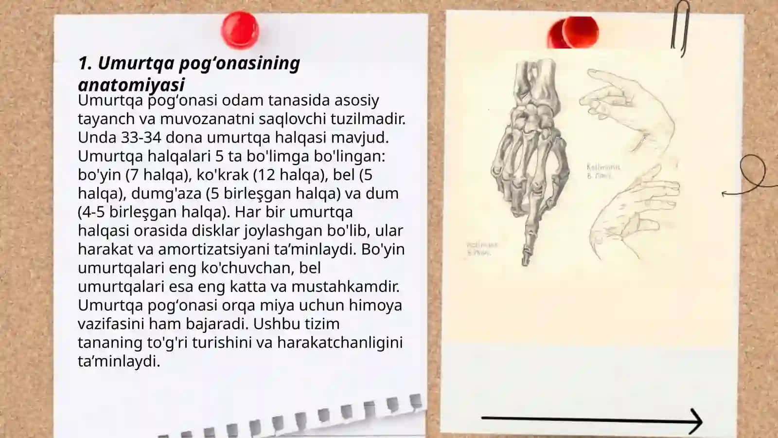 Umurtqa pogʻonasi, koʻkrak qafasi, tos suyaklari, qoʻl va oyoq sistemasi 3