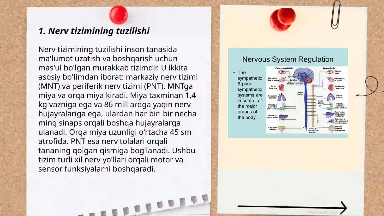 Nerv tizimi 3
