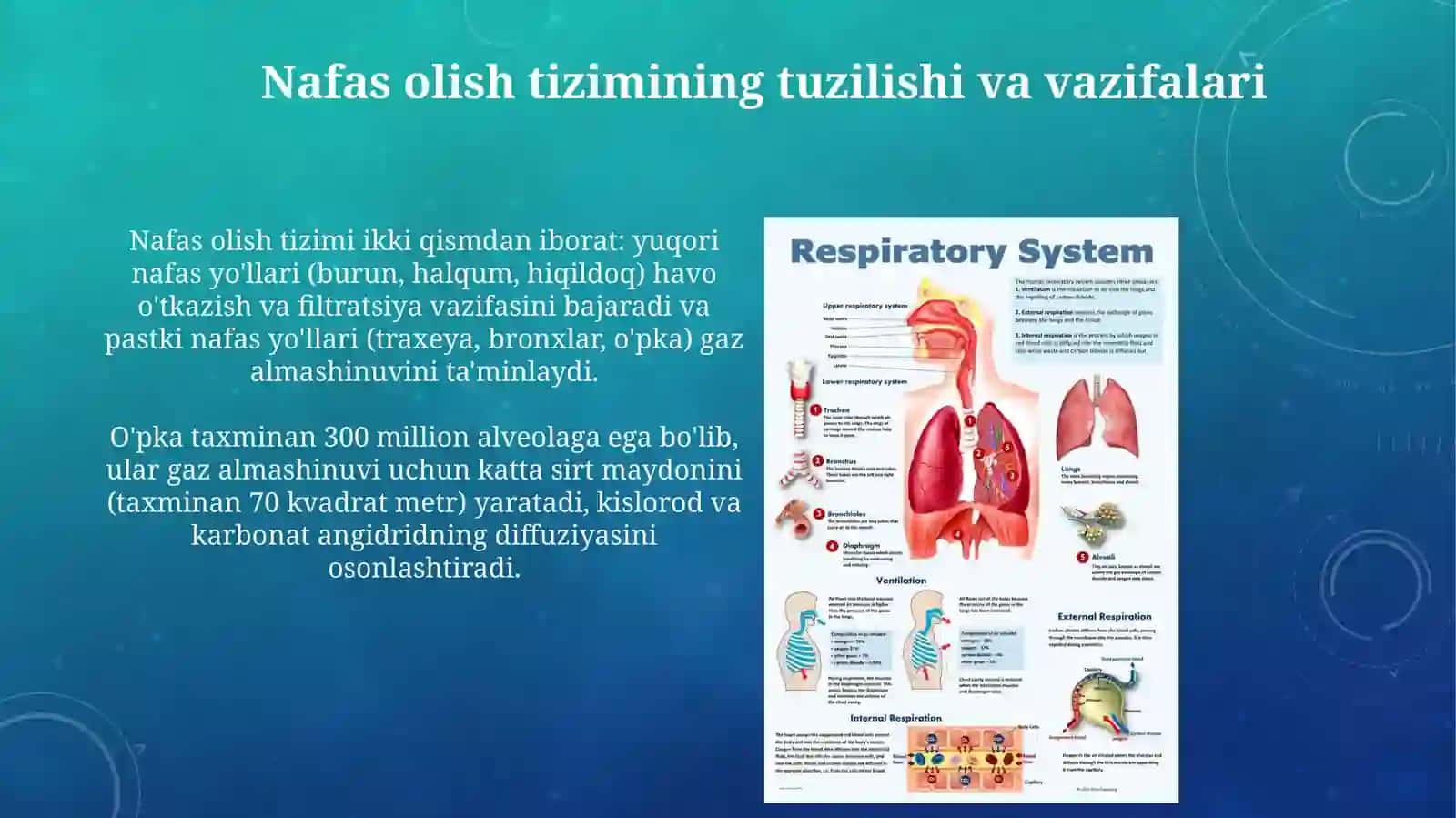 Nafas olish sistemasining fiziologiyasi 3