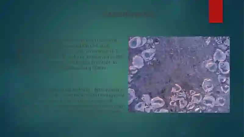 Hujayra ontogenezining rivojlanish bosqichlari 3