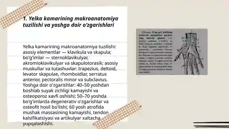 Yelka kamari va yelka mushaklari 3
