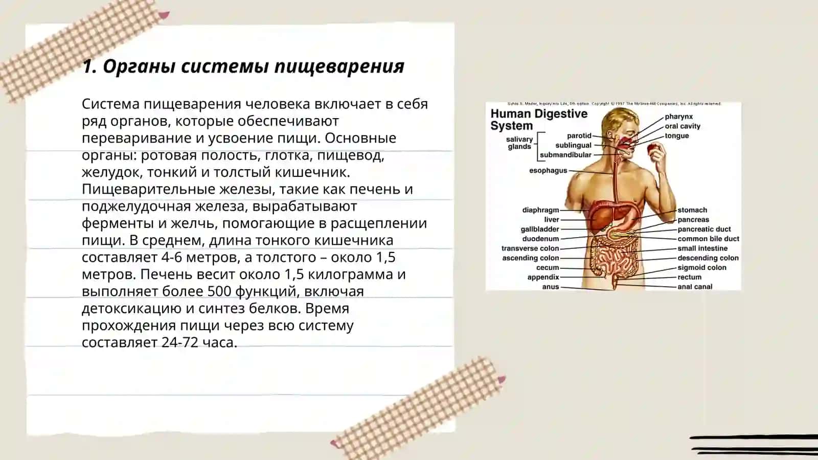 Органы системы пищеварения 3