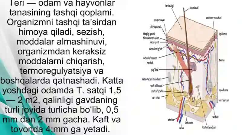 Teri regeneratsiyasi va transplantatsiyasi. Nazariy va klinik ahamiyati. Havo-qon to‘sig‘i tuzilishi, vazifalari va patalogiyasi.Atsinusning gistafiziologiyasi. O‘pkaning regeneratsiyasi va transplantatsiyasi. 3