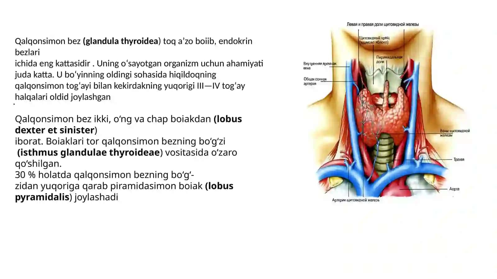 qalqonsimon. qalqon orqa. ayrisimon. meda osti bezlari 3