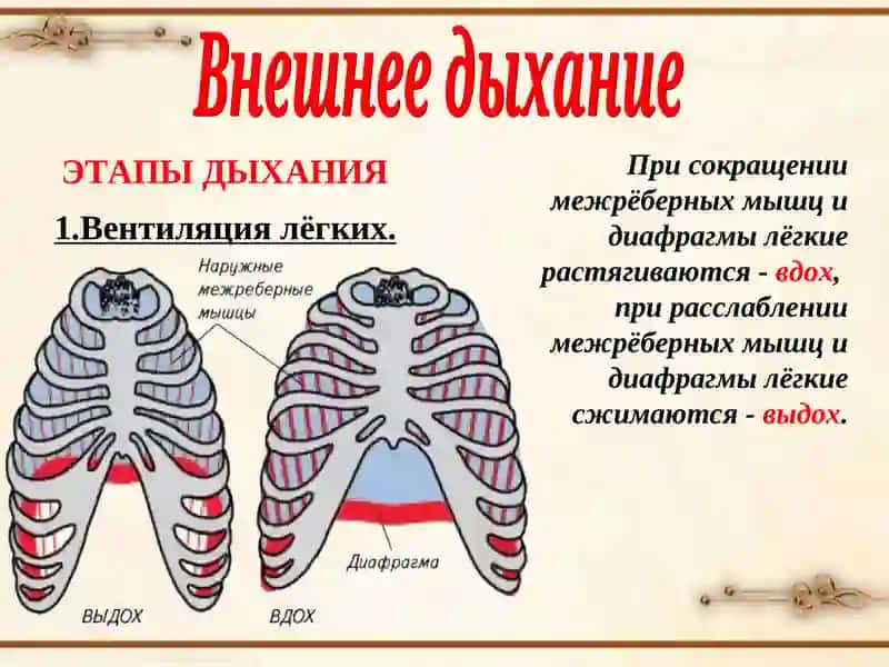 Газообмен и диффузия в легких и тканях 3