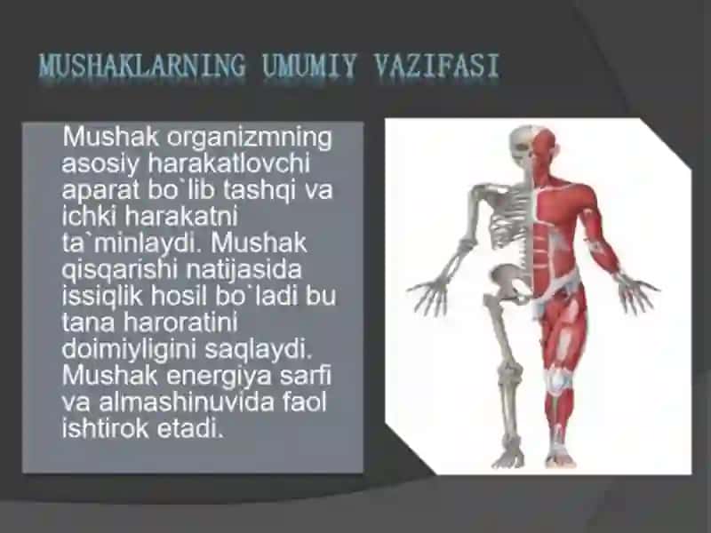 Silliq va koʻndalang mushaklarning fiziologik farqi 3