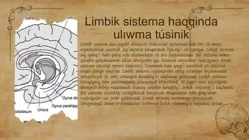 Limbik Sistema 3