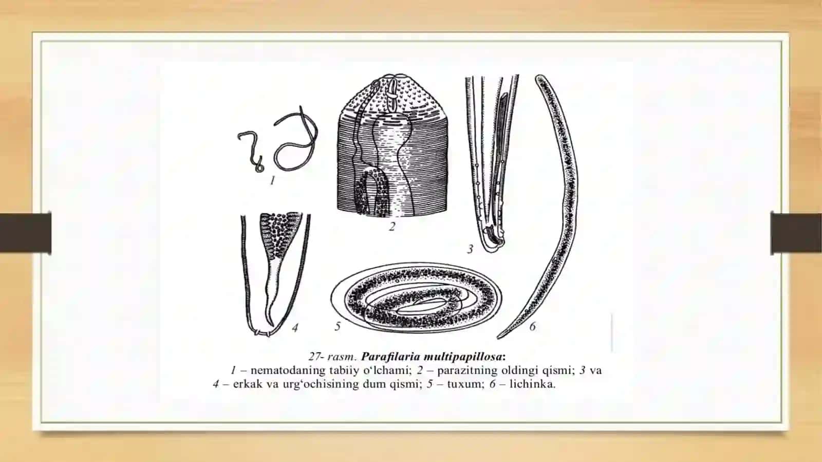 Atlar parafilariozi 3