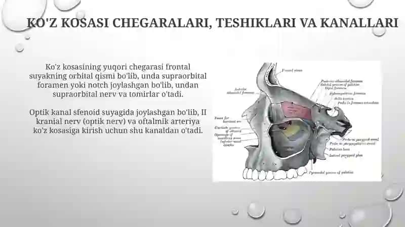 Kalla suyagi topografiyasi-ko'z kosasi,burun bo'shlig'i,chakka, va qanot-tanglay chuqurchalari 3