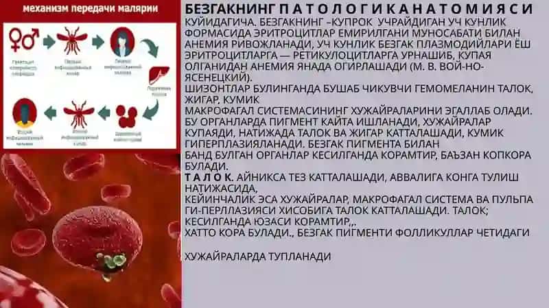 Parazitar infeksiyalar (malyariya, leyshmanioz, amebiaz) 3