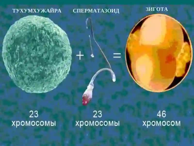 Уруғланиш 3