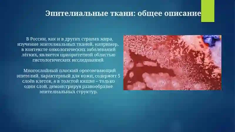 Эпителиии и железистая ткань по гистологии 3