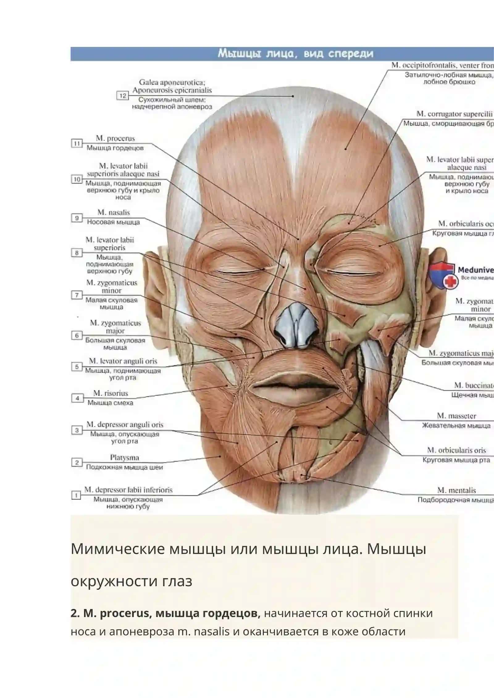 Мышцы головы. Мимические мышцы или мышцы лица 3