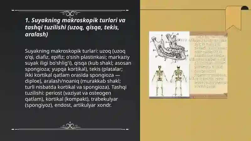 Suyak tuzilishi va gistalogiyasi 3
