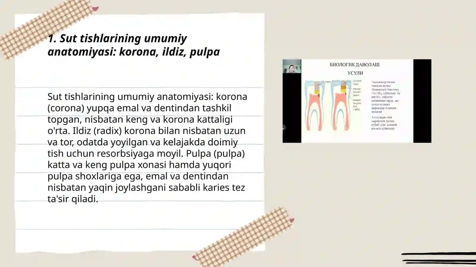 Sut tishlari anatomiyasi chiqish vaqti va lotincha nomlanishi 3