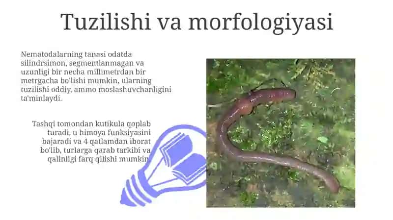 Dumaloq chuvalchanglar: Tuzilishi, Hayot Sikli va Tasnifi 3