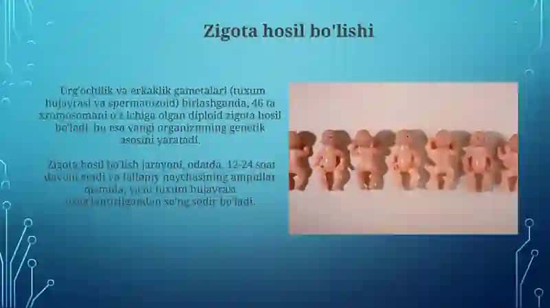 Proembironal rivojlanishning umumiy qonuniyatlari ( progenez ) 3