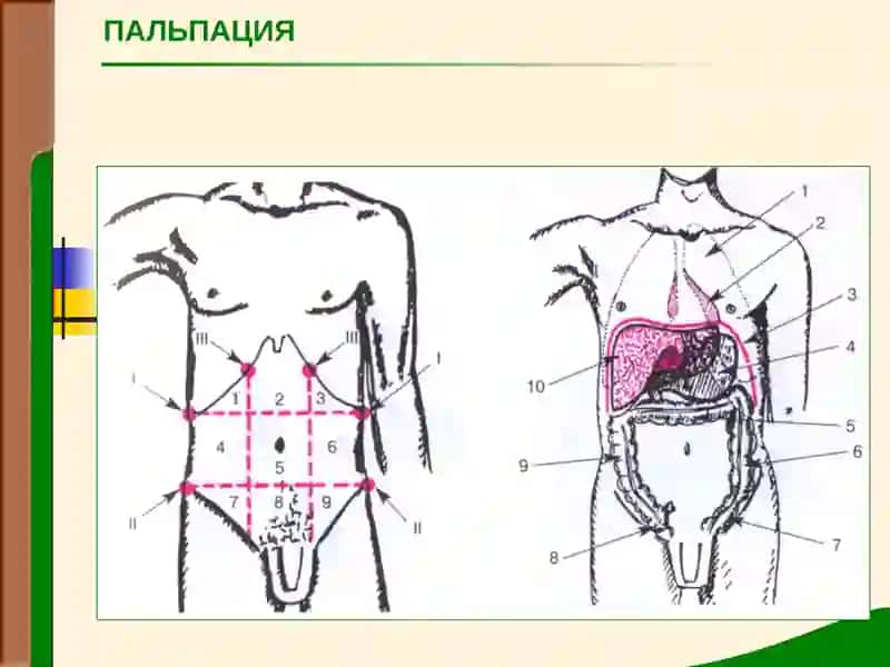 КОРИН ПАЛЬПАЦИЯСИ 3