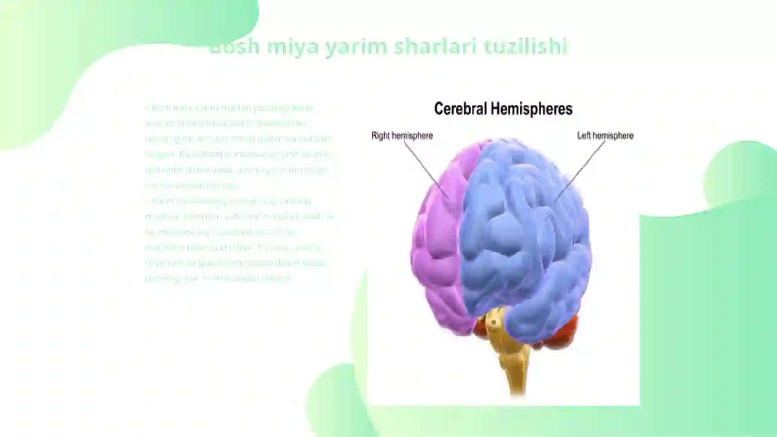 Bosh miya yarim sharlari poʻstlogʻi fiziologiyasi 3