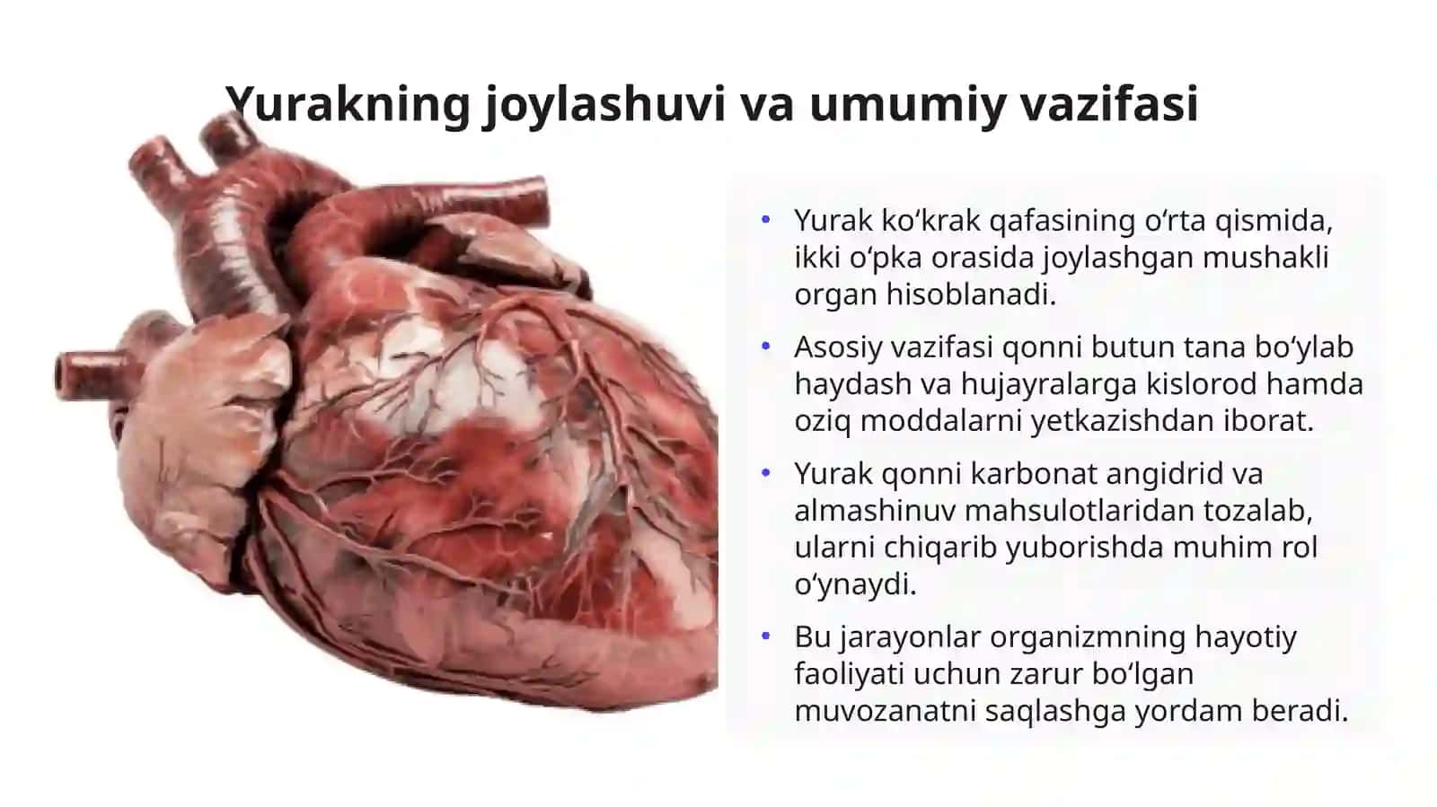 Yurak anatomiyasi va qon aylanishi sistemalari 3