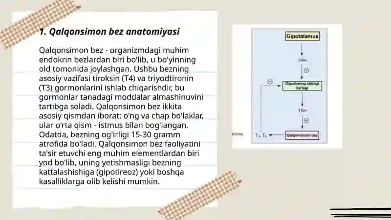 Qalqonsimon bez anatomiyasi 3