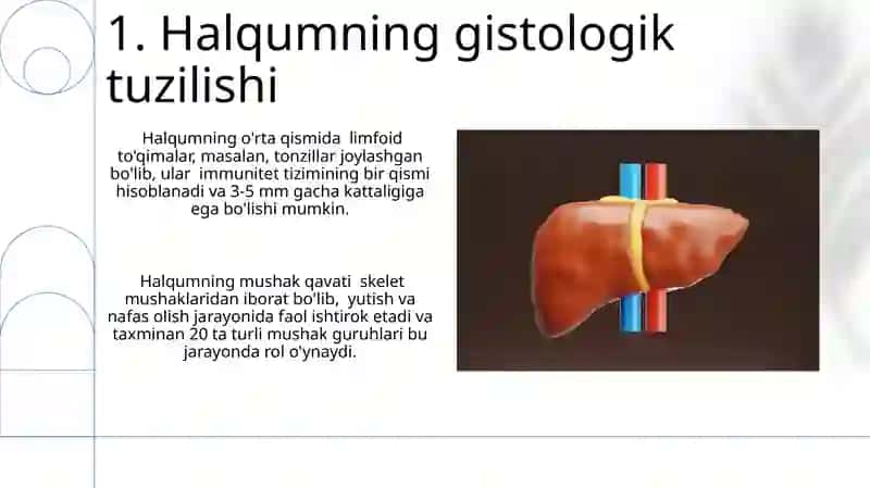 Nafas olish tizimi a'zolarining qiyosiy gistalogik tavsifi 3