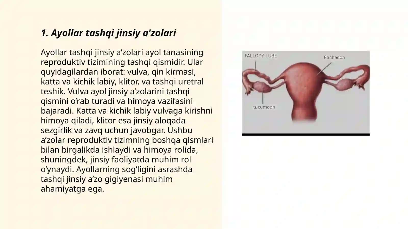 Ayollar va erkaklar ichki va tashqi jinsiy a'zolari 3
