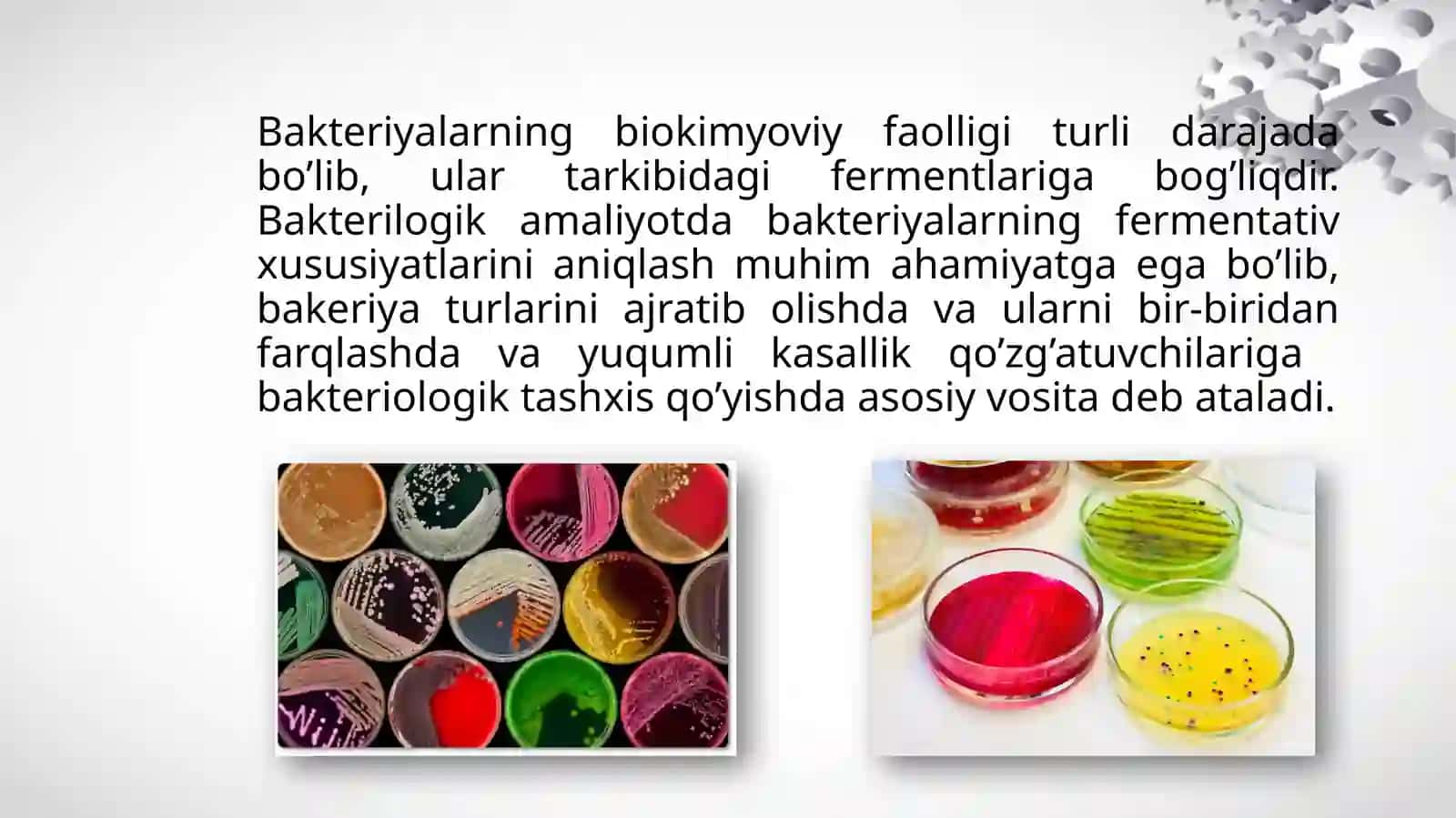 Bakteriyalarni biokimyoviy xususiyatlarini oʻrganish 3