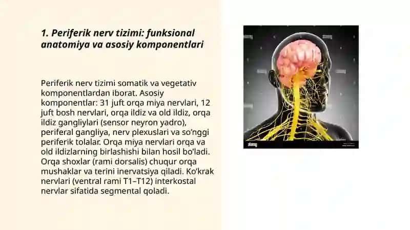 Perferik nerv tizimi funksional anatomiyasi.Orqa miya nervlarining hosil bo’lishi.Orqa miya nervlarining orqa shoxlari. Ko’krak nervlari 3