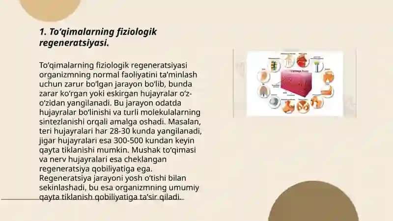 Toʻqimalarning fiziologik va reparativ regeneratsiyasi 3