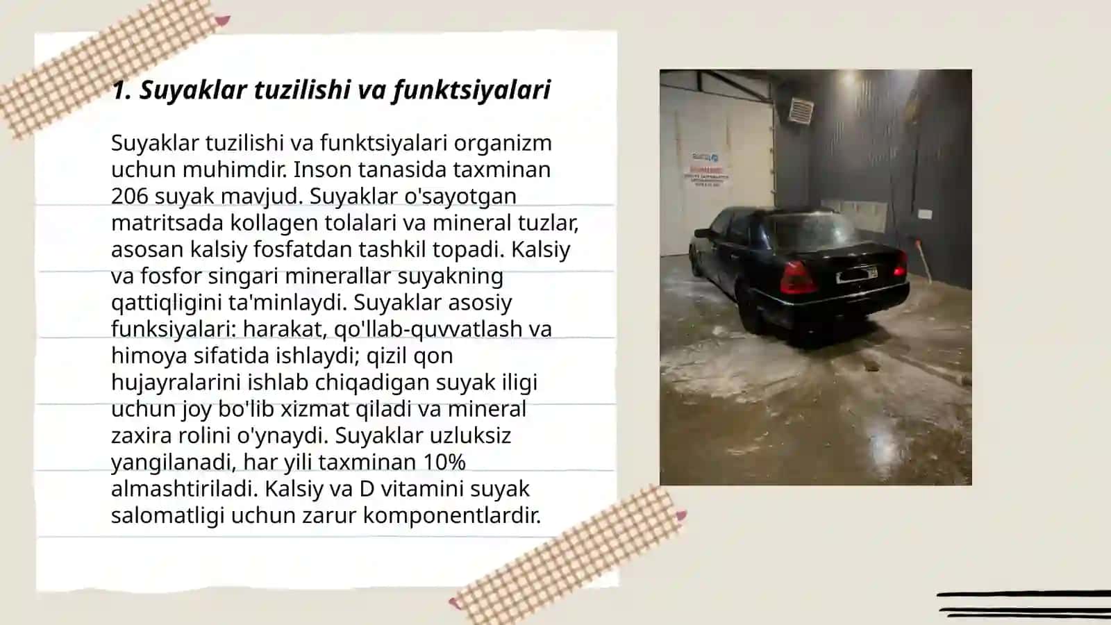 Suyaklar tuzilishi va funktsiyalari 3