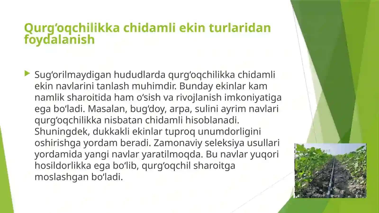 Sug‘orilmaydigan yerlarda dala ekini yetishtirishning innovatsion usullari 3