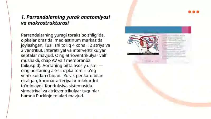 Parrandalarning yurakim qon tomirlari fiziologiyasi 3