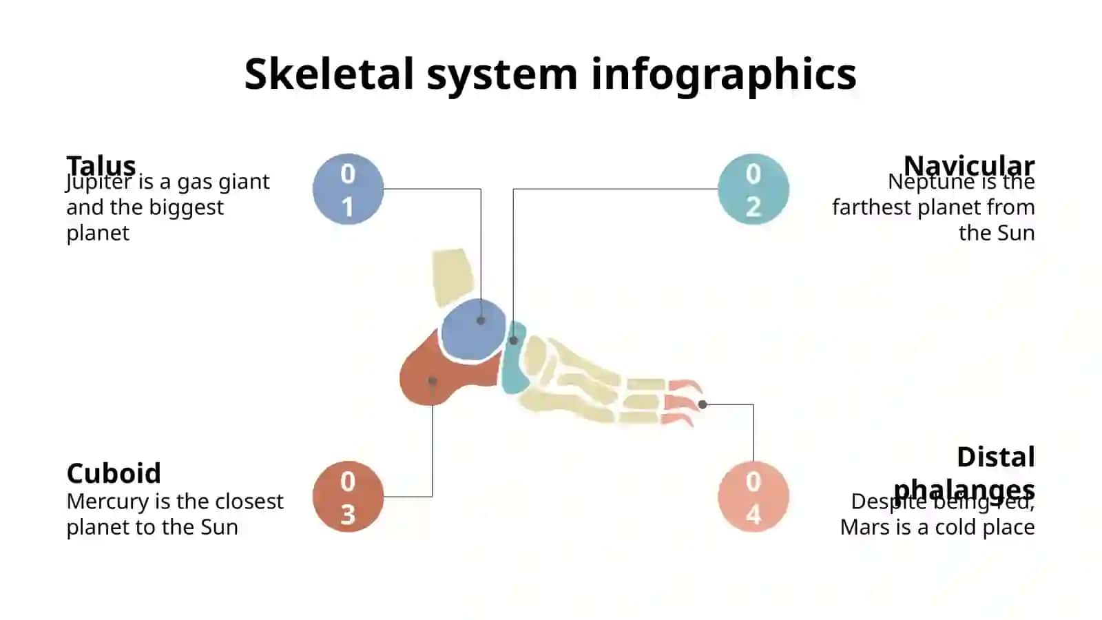 Skeletal System Infographics 3