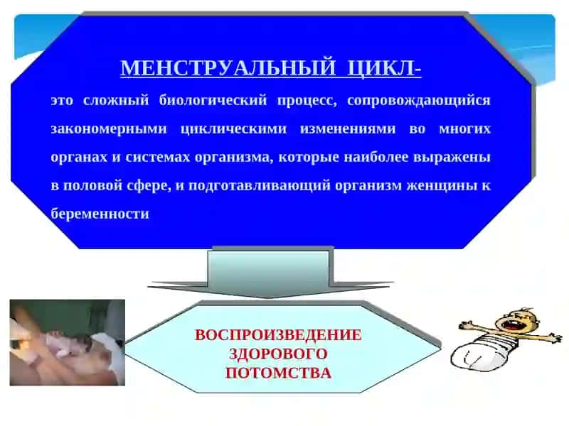 Менструальный цикл 3