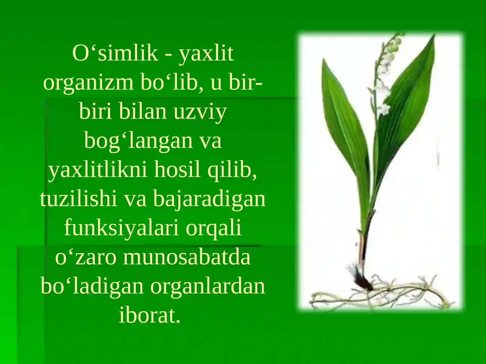 11 – sinf Biologiya. oʻsimliklar filoginezi, oʻsimliklarning vegetativ organlari filoginezi. 3