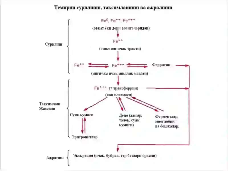 Темир етишмаслиги туфайли ривожланадиган анемияни даволаш воситалари 3