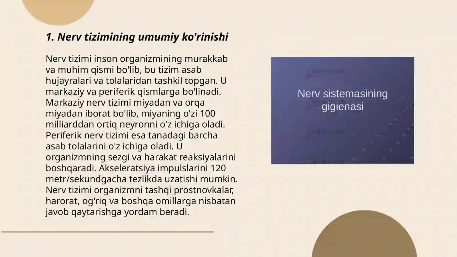 Nerv sistemasining umumiy tuzilishi va yosh xususiyatlari 3