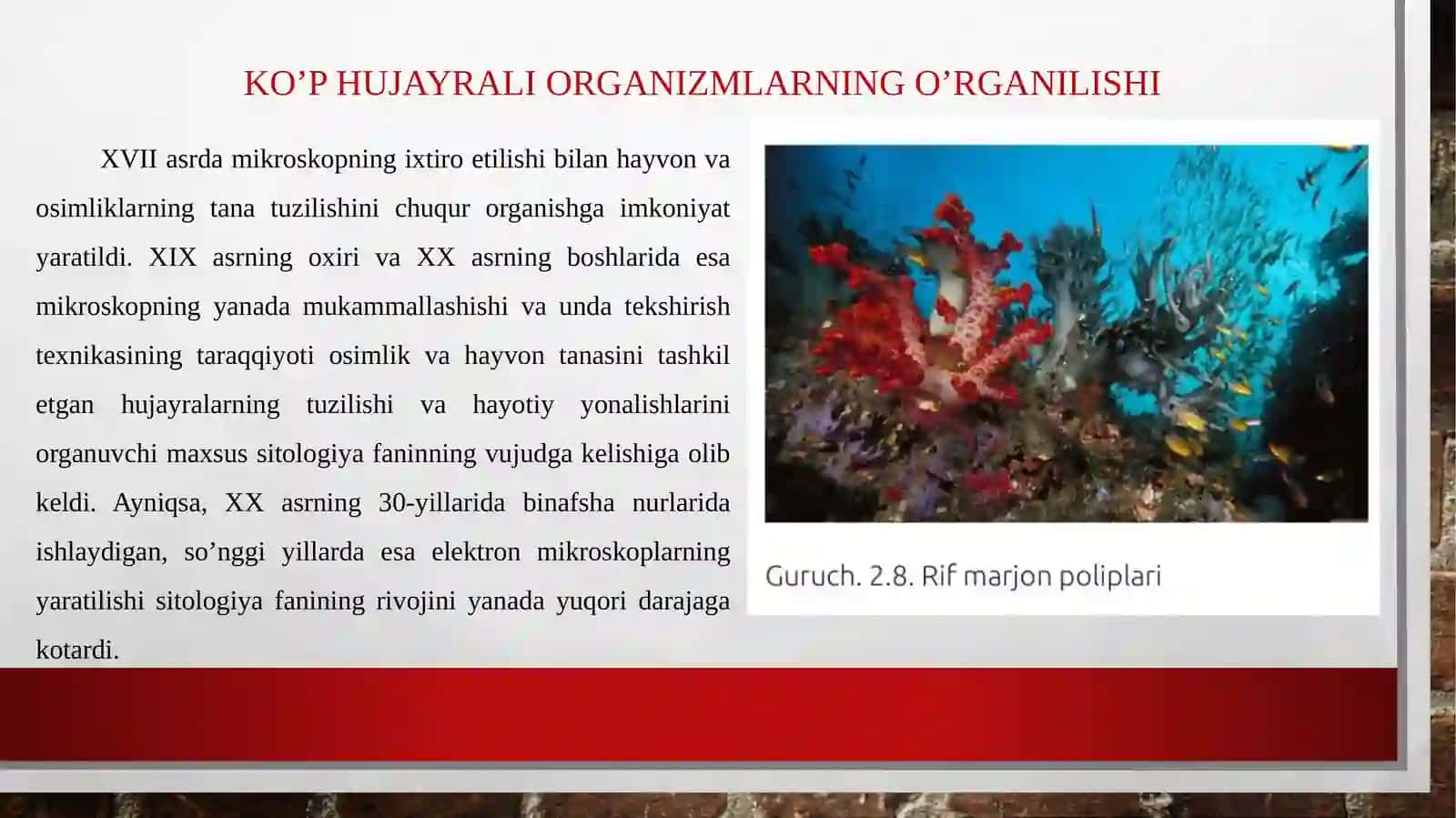 Koʻphujayralihayvonlarningkelibchiqishnazariyalari 3