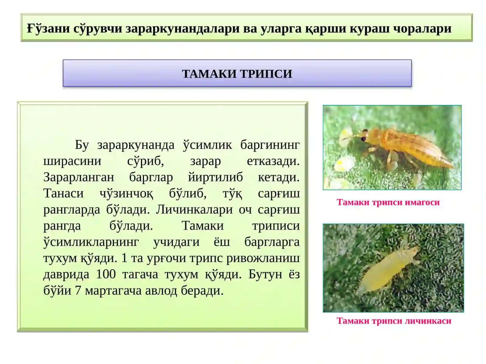 Ғўзанинг зарарли организмлари ва уларга қарши кураш чоралари 3