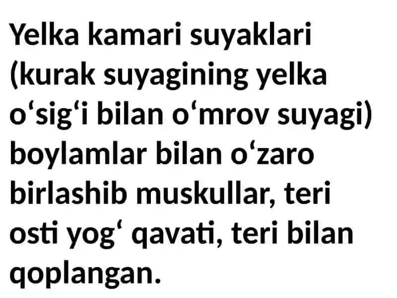 Yelka kamari 3