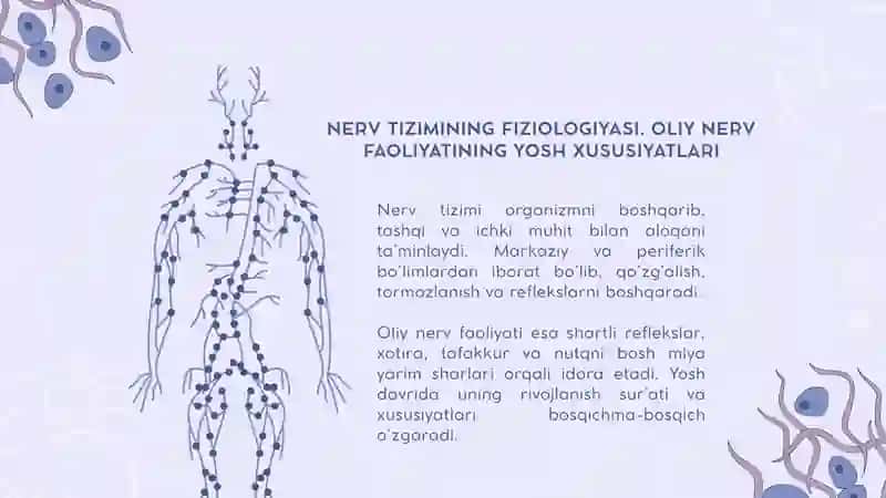 Nerv tizimining fiziologiyasi. Oliy nerv faoliyating yosh xususiyatlari 3